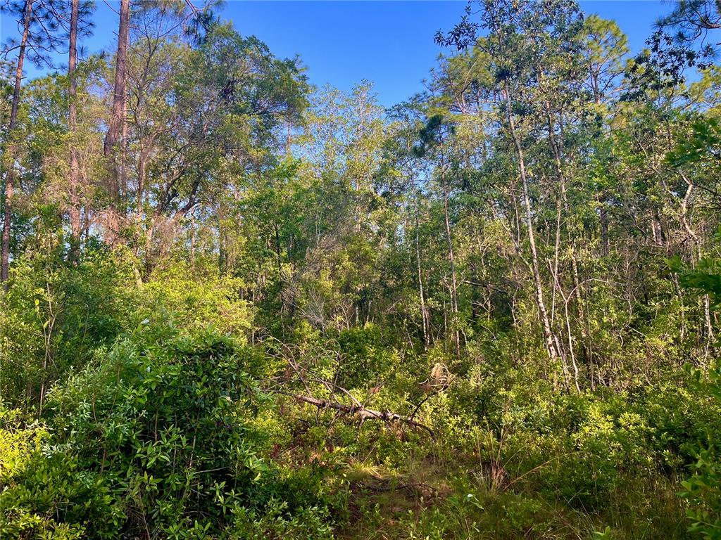 Pinetree Lane DeFuniak Springs, FL 32433 - Photo 37 of 40