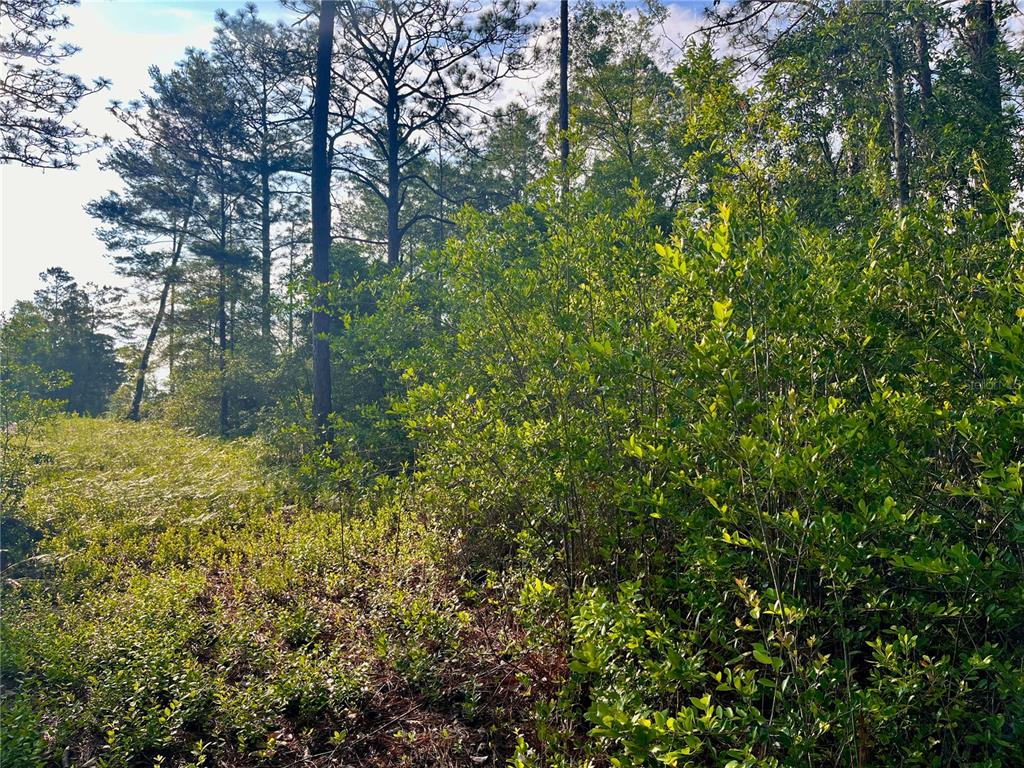 Pinetree Lane DeFuniak Springs, FL 32433 - Photo 9 of 40
