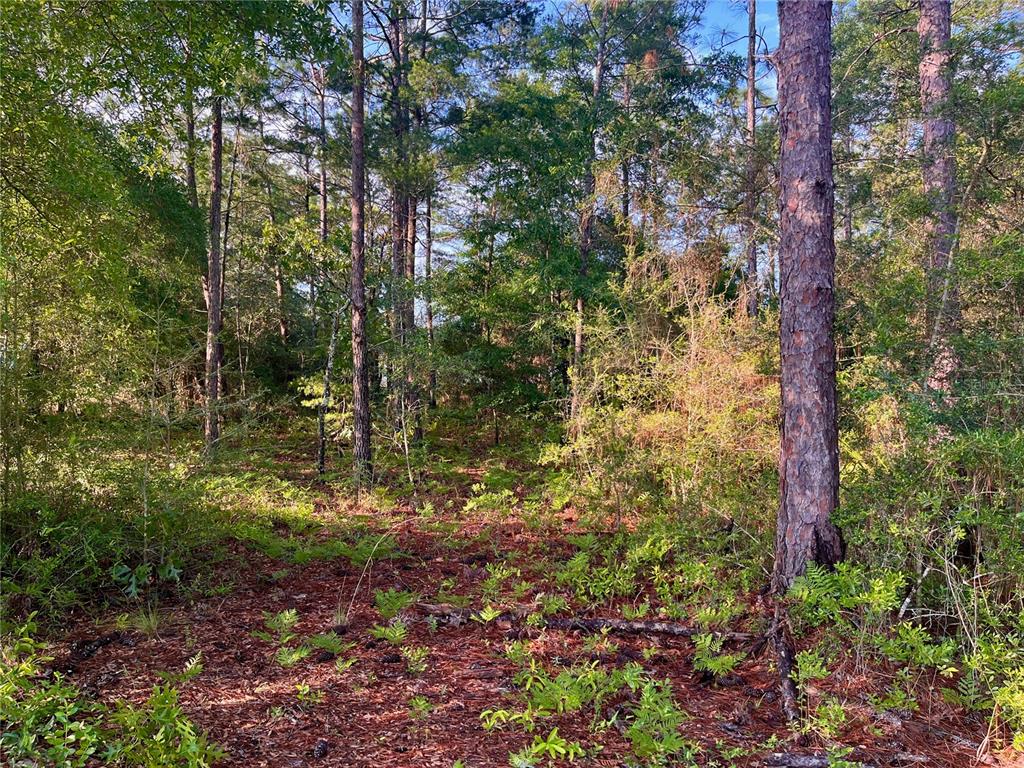 Pinetree Lane DeFuniak Springs, FL 32433 - Photo 10 of 40