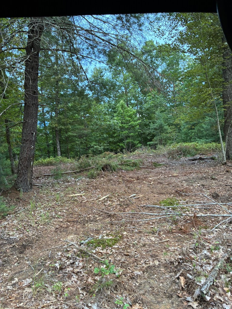 50 Pickelsimer Road Morganton, GA 30560 - Photo 13 of 14 a view of a yard with a tree