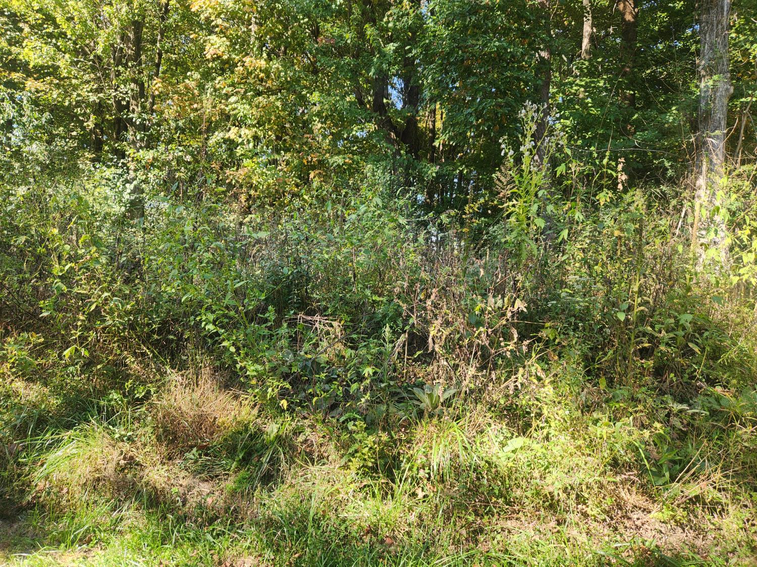 0 Burns Road Sunman, IN 47041 - Photo 3 of 7