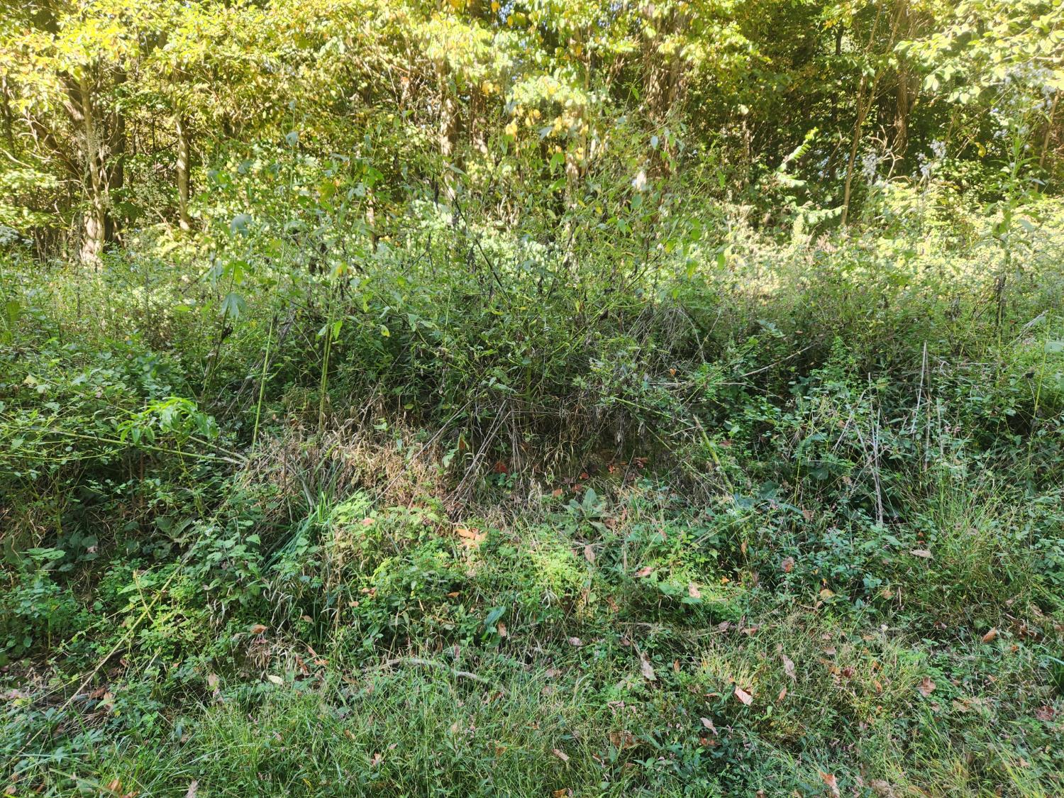 0 Burns Road Sunman, IN 47041 - Photo 4 of 7