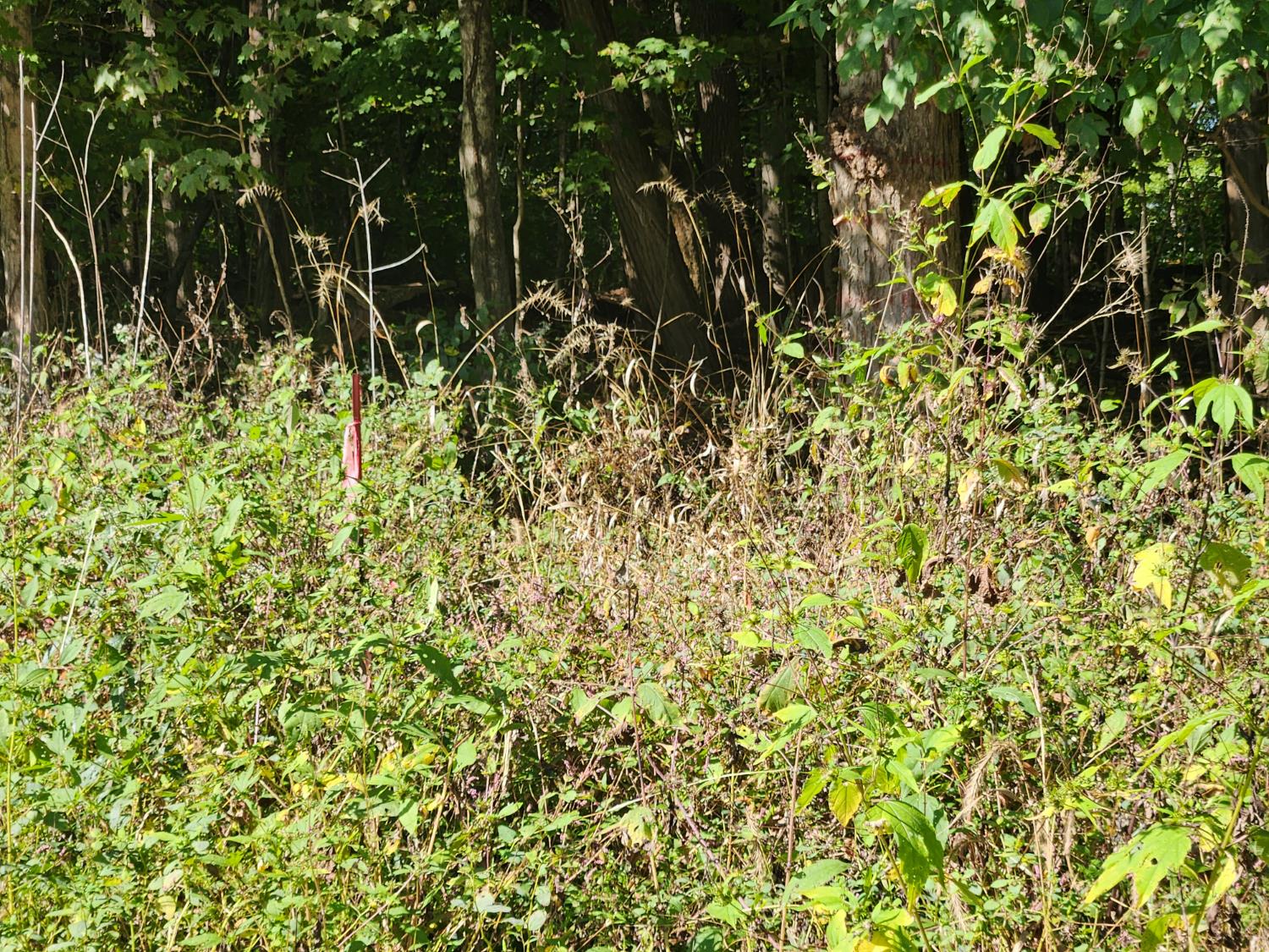 0 Burns Road Sunman, IN 47041 - Photo 5 of 7