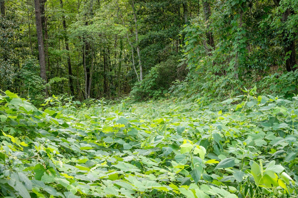 585 Mountain Road Westminster, SC 29693 - Photo 15 of 20
