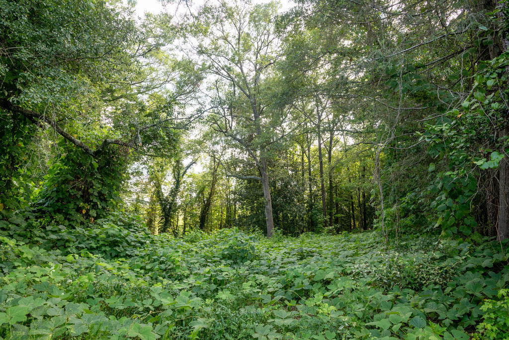 585 Mountain Road Westminster, SC 29693 - Photo 17 of 20