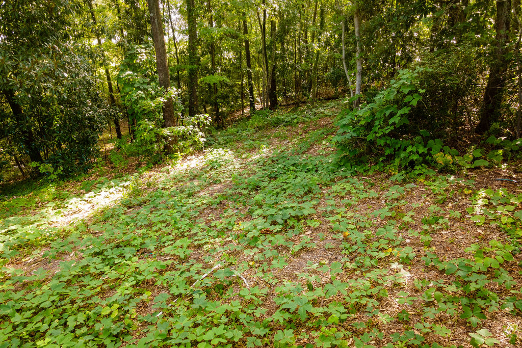 585 Mountain Road Westminster, SC 29693 - Photo 5 of 20