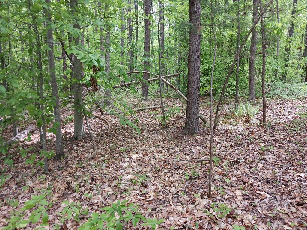 633 Rock Mill Road, Unit 11 Dillwyn, VA 23936 - Photo 2 of 3 Gallery Image 2