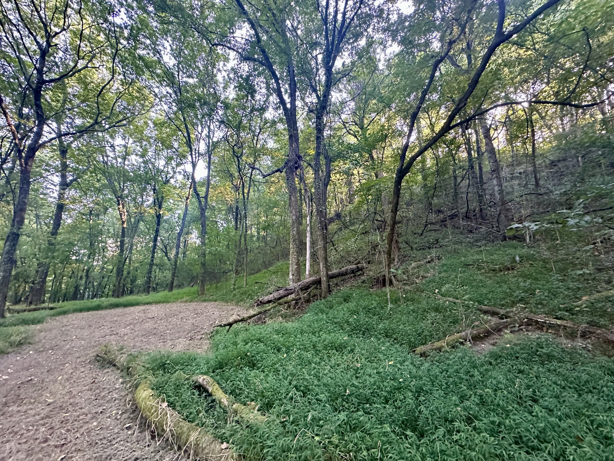 4002 Rippey Lake Road Mount Pleasant, TN 38474 - Photo 38 of 43 a view of a lush green forest