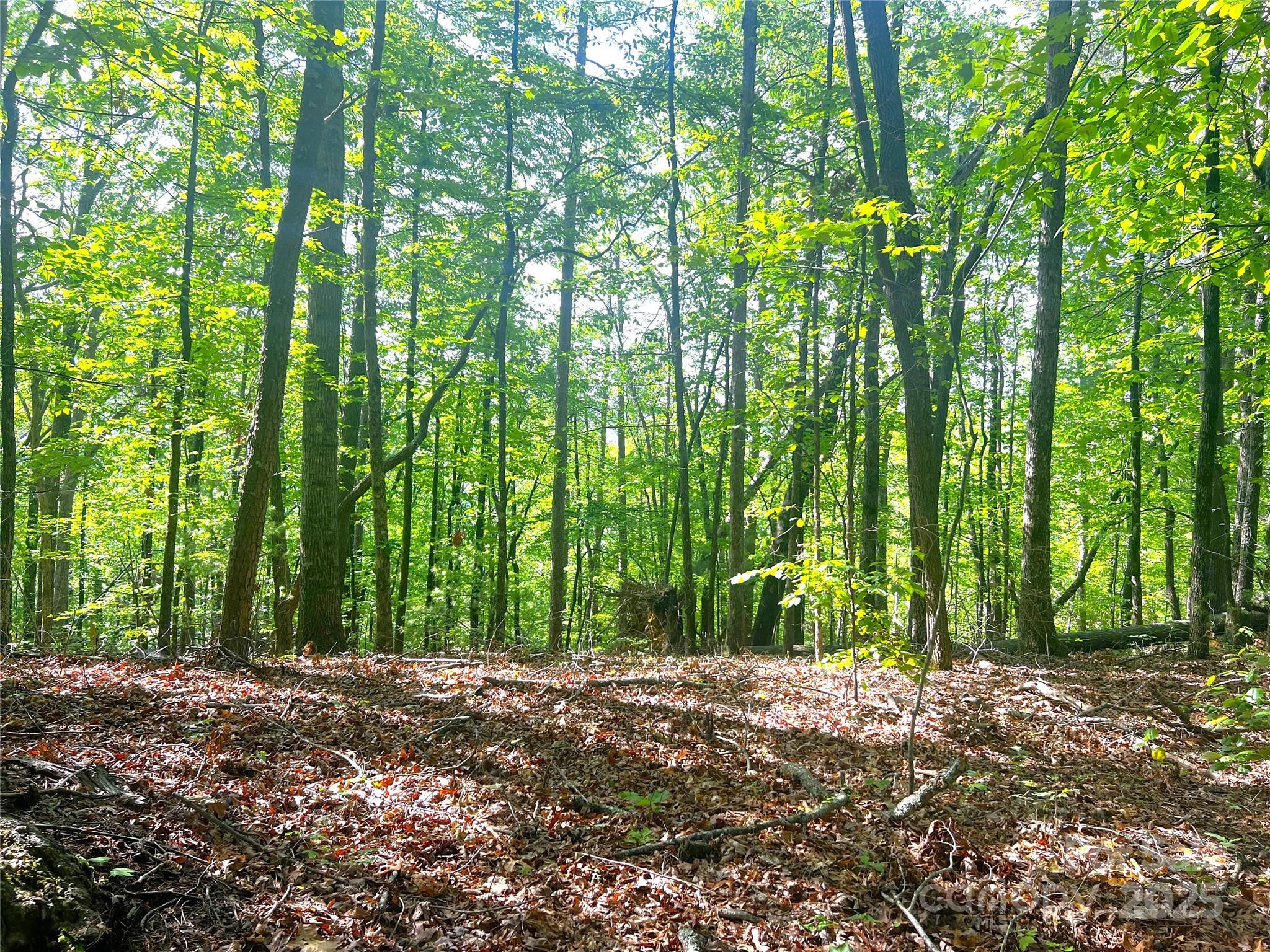Lot 16 Arrowhead Ridge, Unit 16R Brevard, NC 28712 - Photo 4 of 18 a view of outdoor space and trees