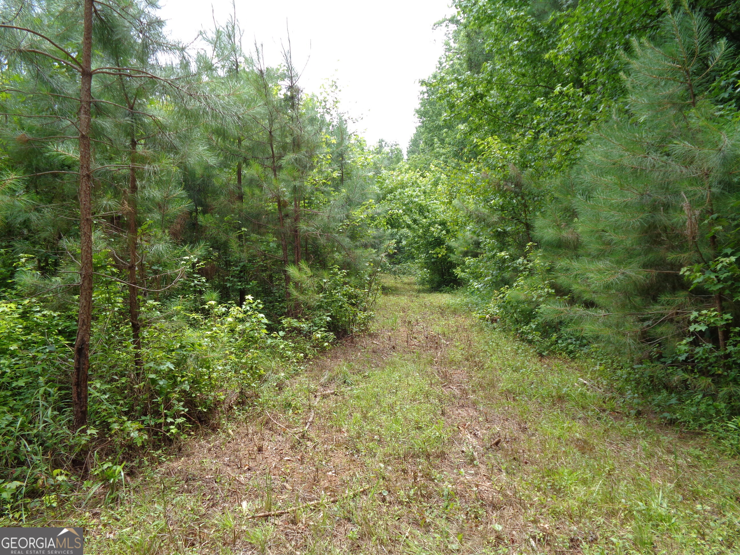 2411 Kesler Road Carnesville, GA 30521 - Photo 5 of 61