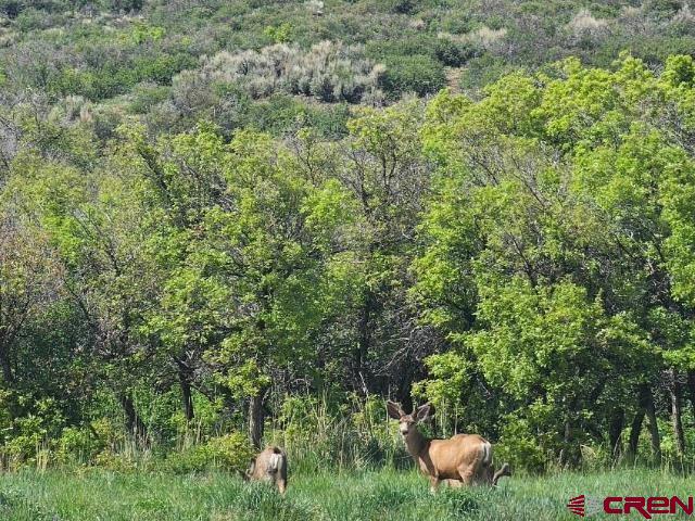 Tbd 8250th Road Crawford, CO 81415 - Photo 3 of 44