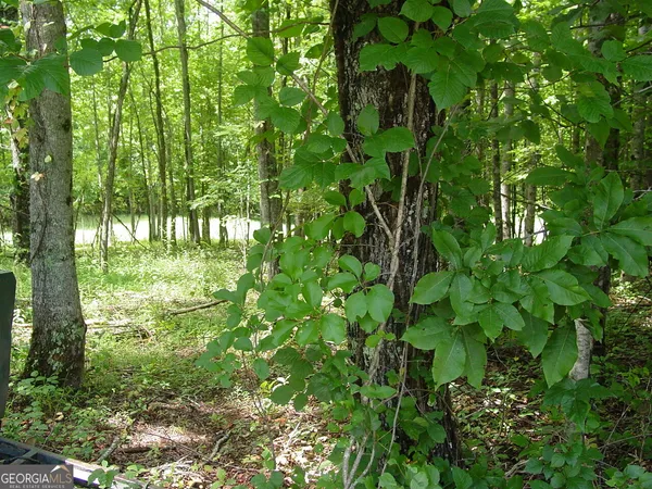 a view of yard