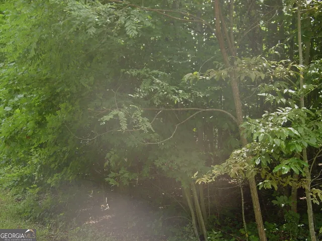 a view of a plant in a garden