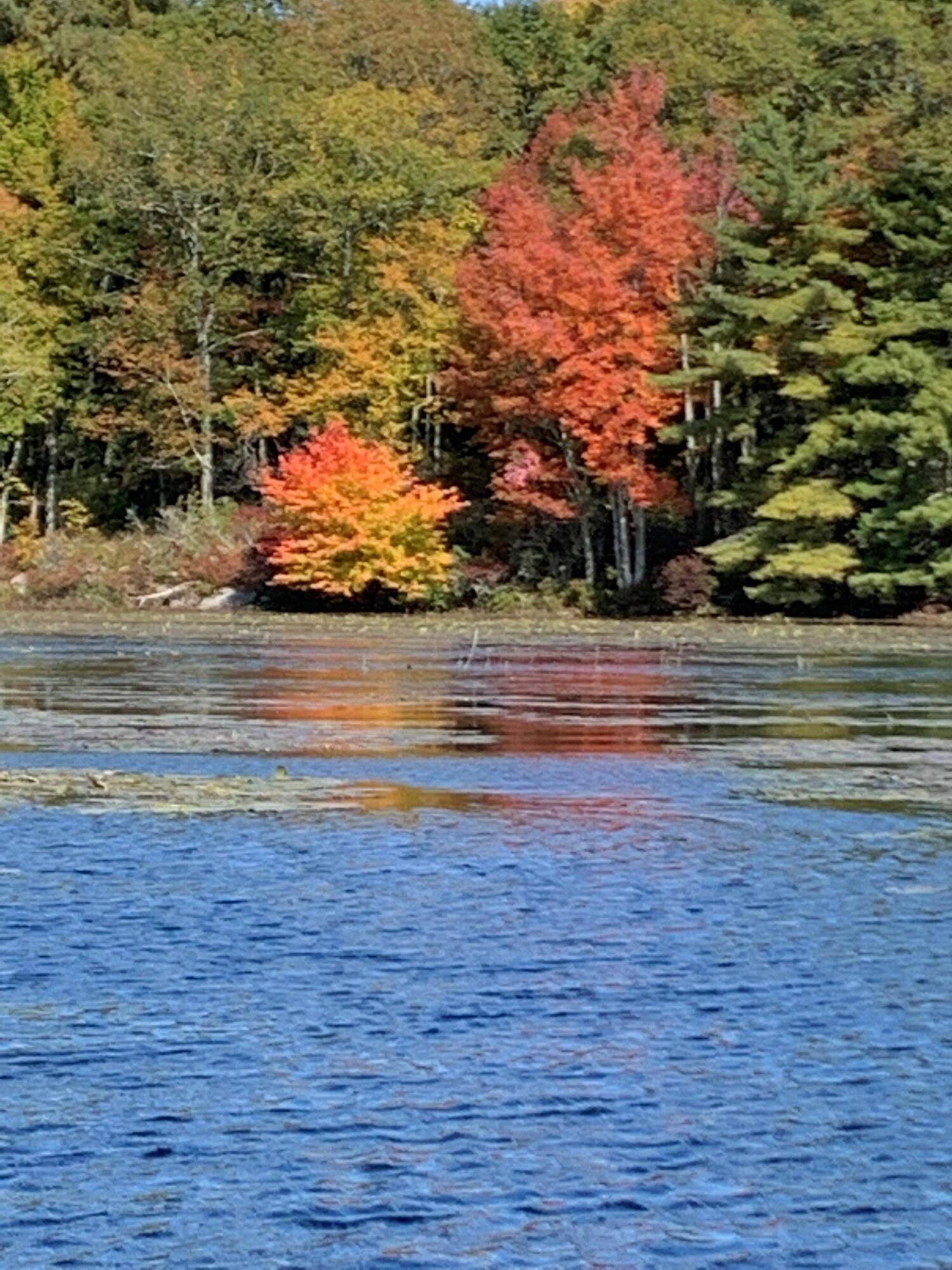 139 Pecks Pond Road Dingmans Ferry, PA 18328 - Photo 18 of 26 a view of a houses with a yard