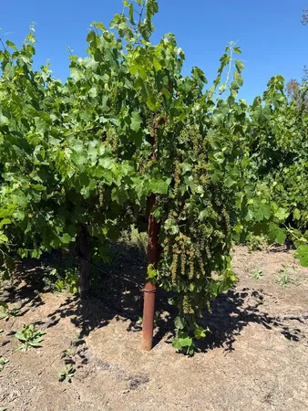 a view of a tree
