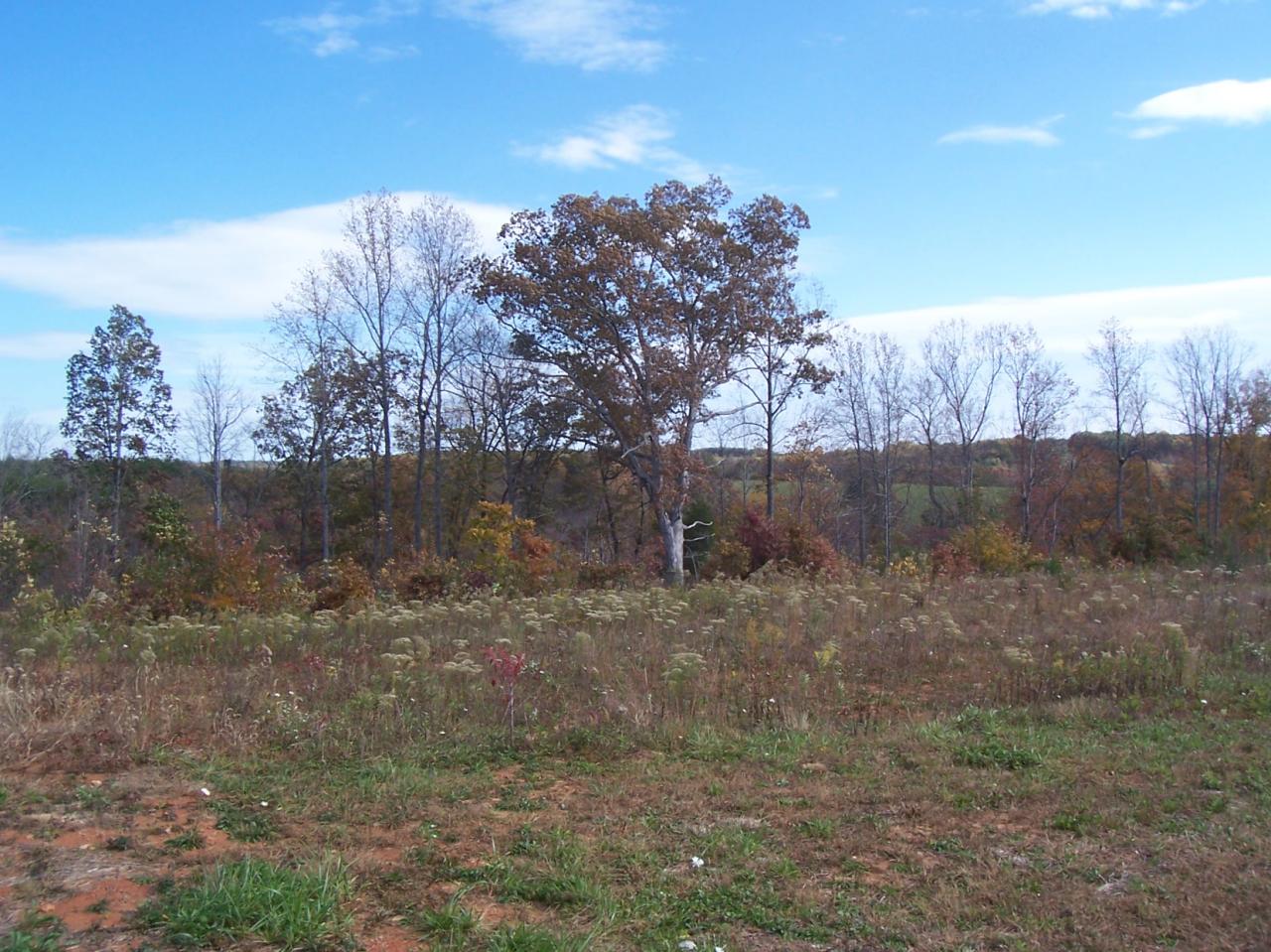 3852 Hatchett Road Penhook, VA 24137 - Photo 13 of 13 a view of a dry yard with trees