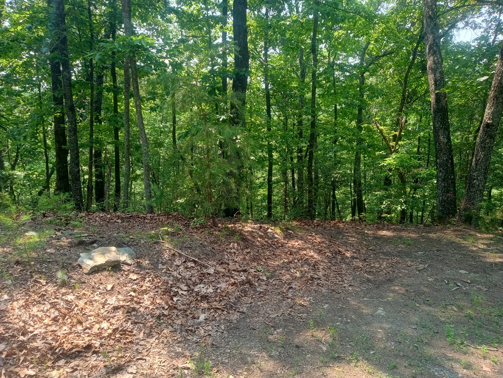1227 Hilton Drive Ranger, GA 30734 - Photo 12 of 18 a view of a yard with large trees