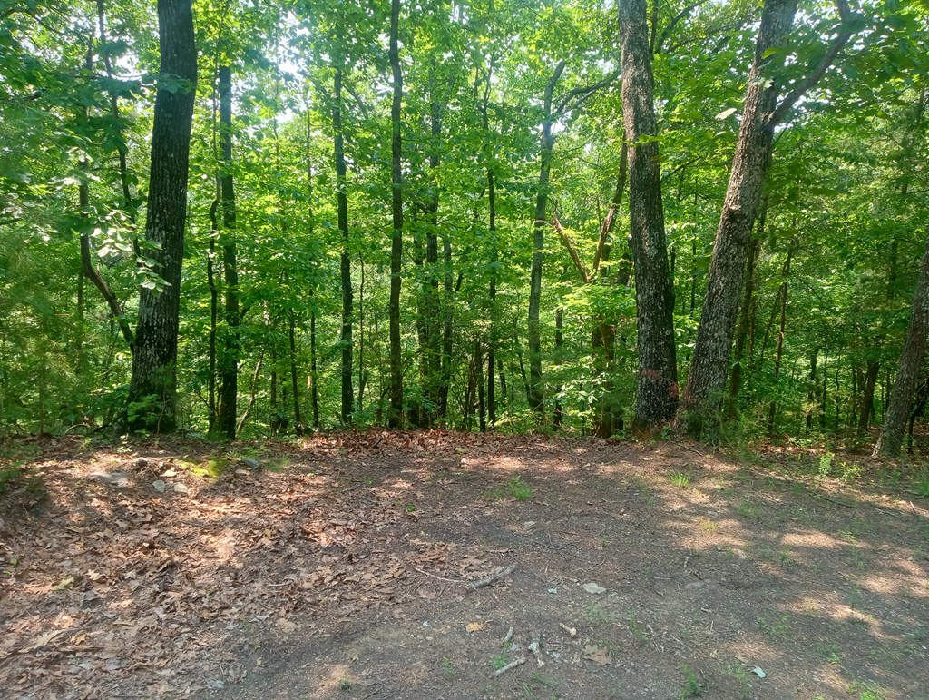 1227 Hilton Drive Ranger, GA 30734 - Photo 13 of 18 a view of outdoor space with trees