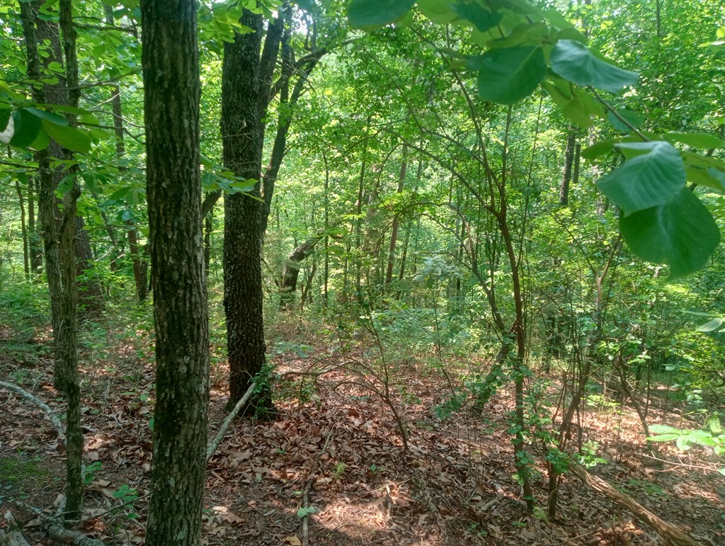 1227 Hilton Drive Ranger, GA 30734 - Photo 14 of 18 a view of a forest with trees