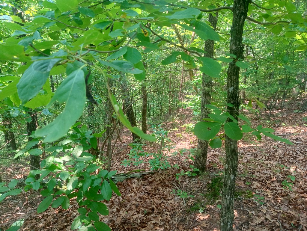 1227 Hilton Drive Ranger, GA 30734 - Photo 15 of 18 a plant view