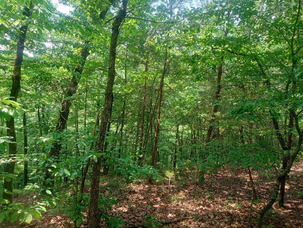 1227 Hilton Drive Ranger, GA 30734 - Photo 16 of 18 a view of a forest with lots of trees