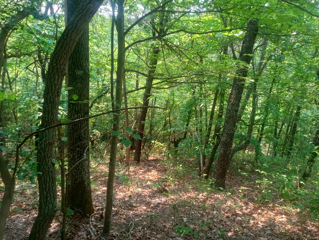 1227 Hilton Drive Ranger, GA 30734 - Photo 2 of 18 a view of a forest with trees