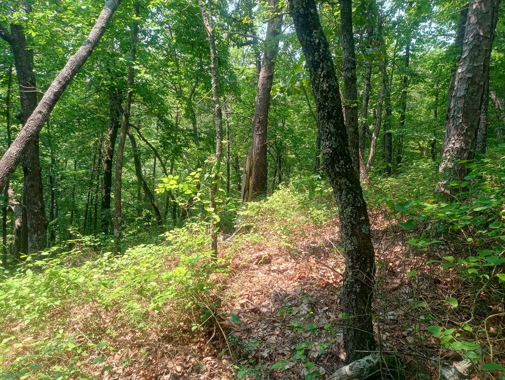 1227 Hilton Drive Ranger, GA 30734 - Photo 3 of 18 a view of a forest with trees
