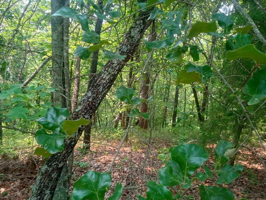 1227 Hilton Drive Ranger, GA 30734 - Photo 4 of 18 a backyard of a house with lots of swings