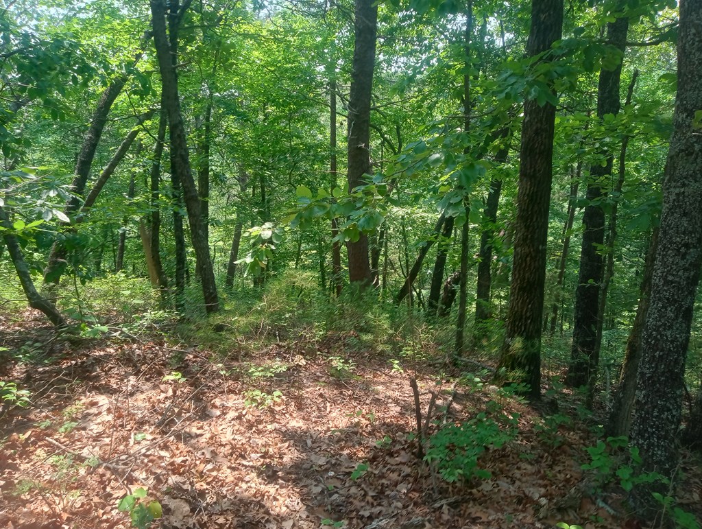 1227 Hilton Drive Ranger, GA 30734 - Photo 5 of 18 a big yard with lots of green space and trees