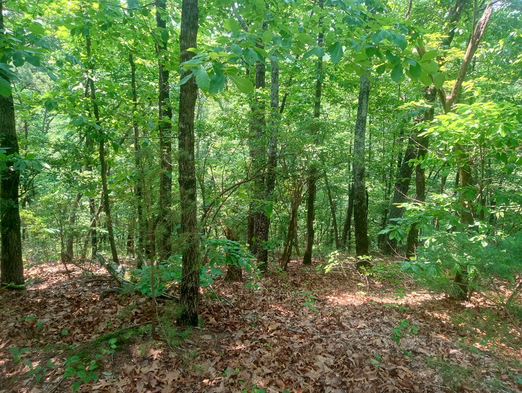 1227 Hilton Drive Ranger, GA 30734 - Photo 6 of 18 a view of outdoor space and green space