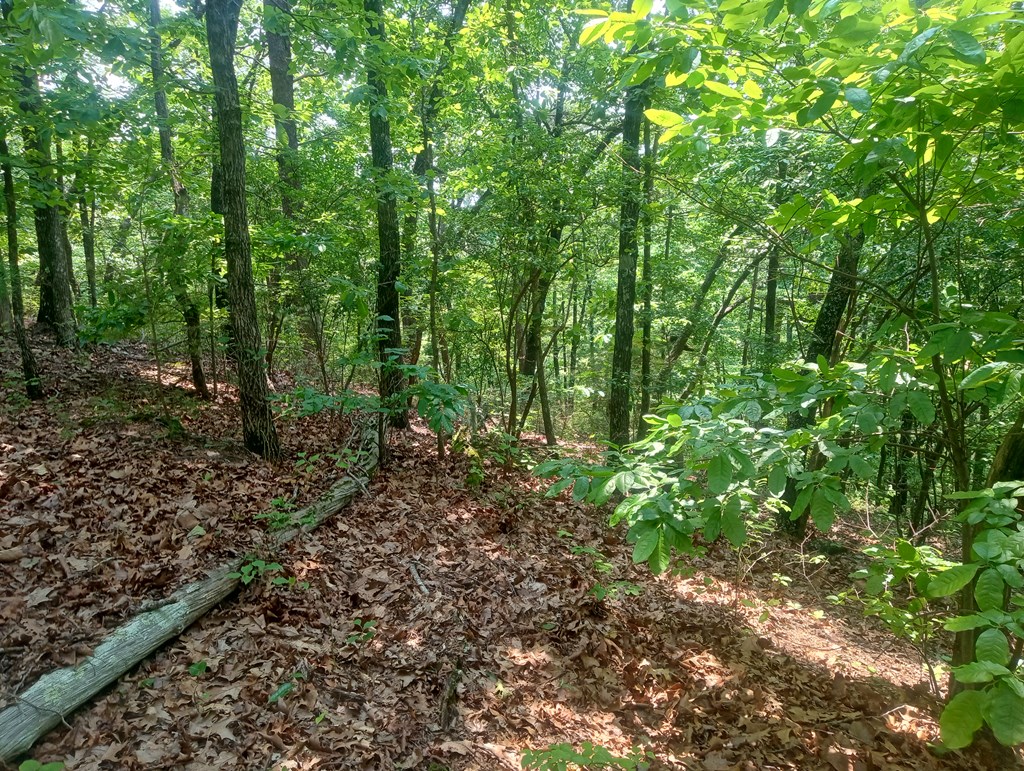 1227 Hilton Drive Ranger, GA 30734 - Photo 7 of 18 a view of a large yard with lots of green space