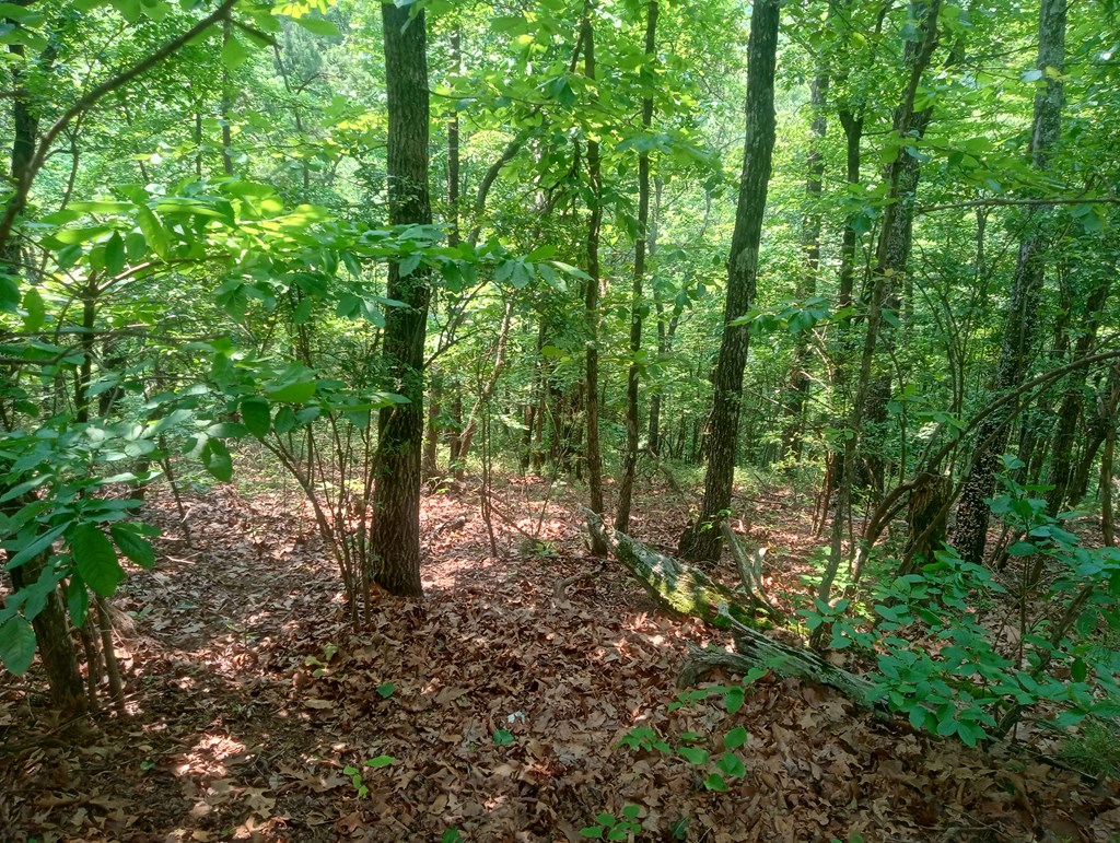 1227 Hilton Drive Ranger, GA 30734 - Photo 8 of 18 a view of a forest with lots of trees