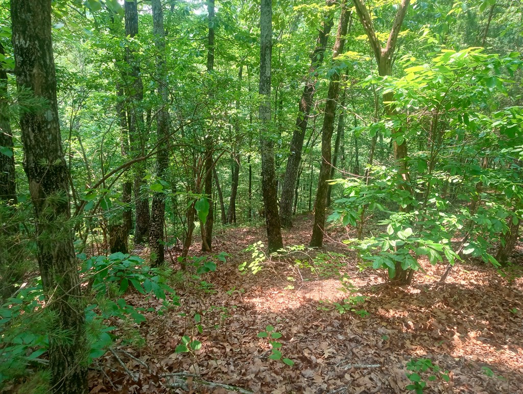 1227 Hilton Drive Ranger, GA 30734 - Photo 9 of 18 a green field with lots of trees