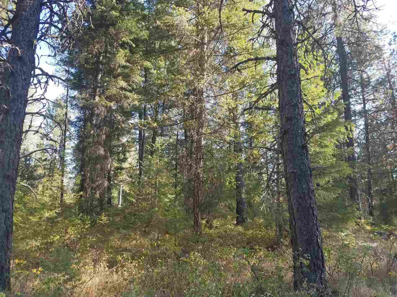 0 Dodge Mtn Road Newport, WA 99156 - Photo 4 of 18 Gallery Image 4