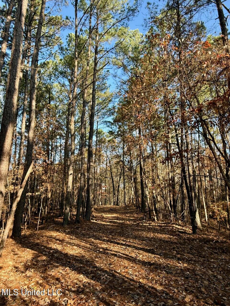 6 Mill Pond Road Lamar, MS 38642 - Photo 24 of 99 IMG_0152