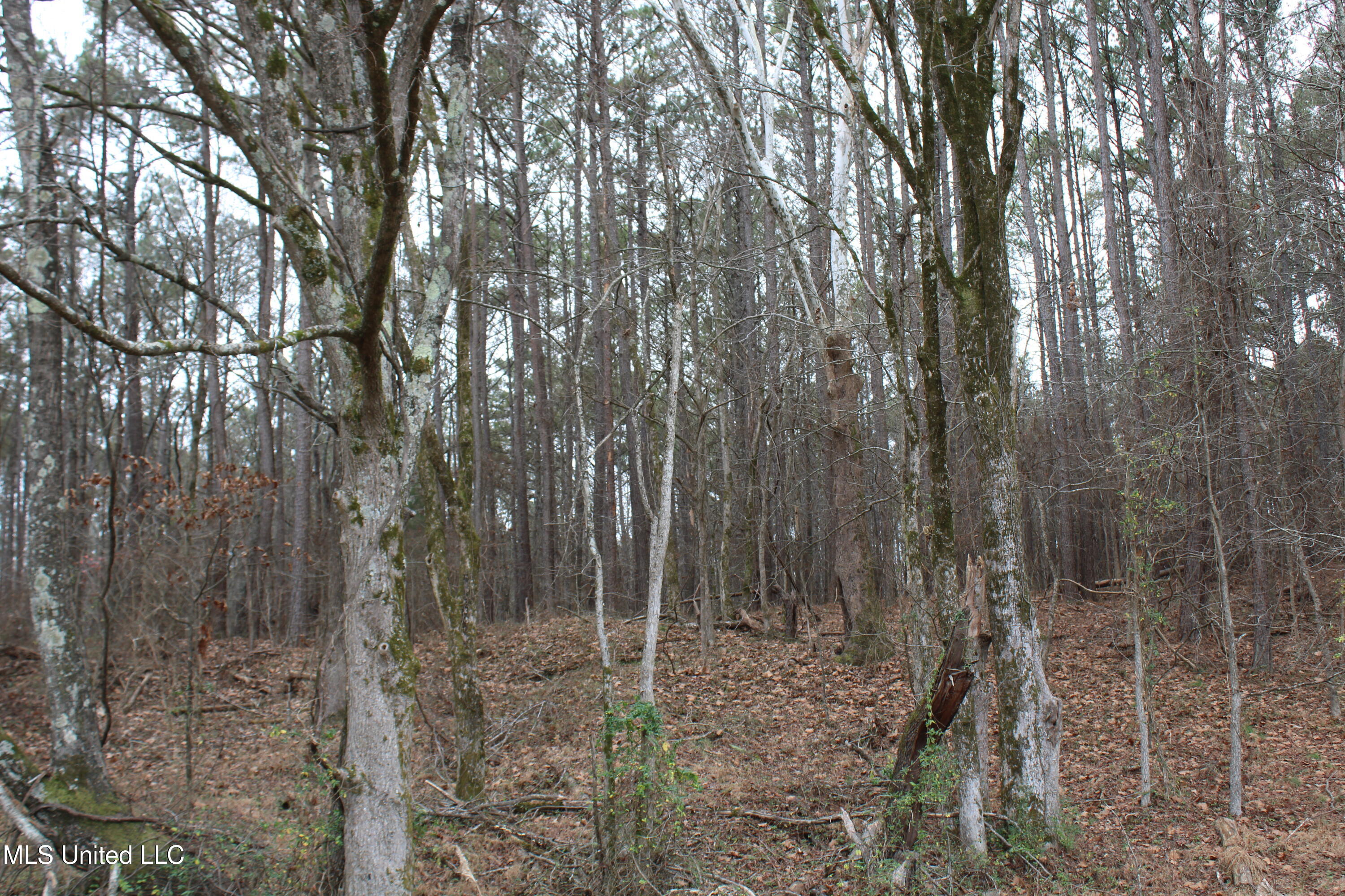 6 Mill Pond Road Lamar, MS 38642 - Photo 52 of 99 IMG_5272