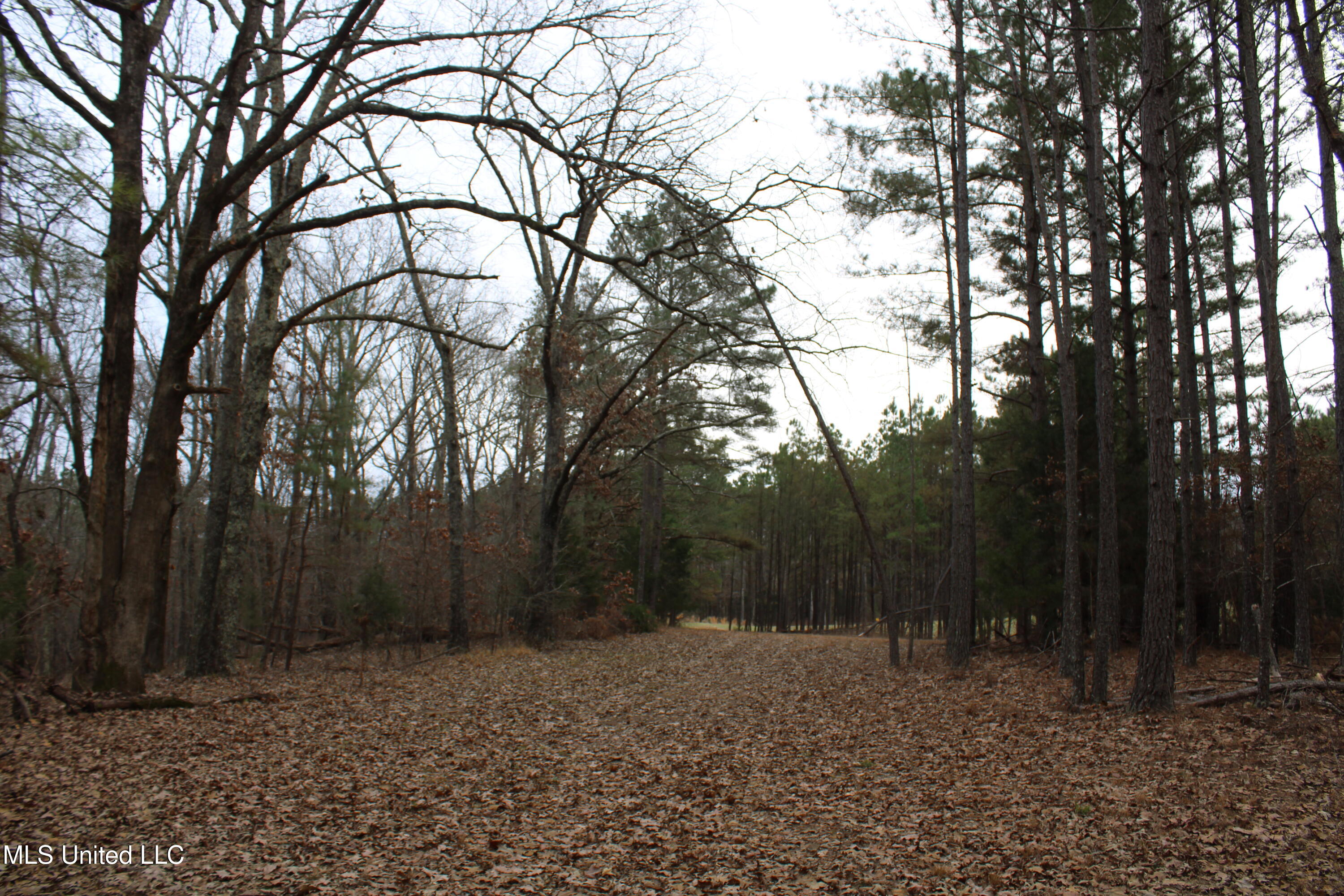 6 Mill Pond Road Lamar, MS 38642 - Photo 68 of 99 IMG_5288