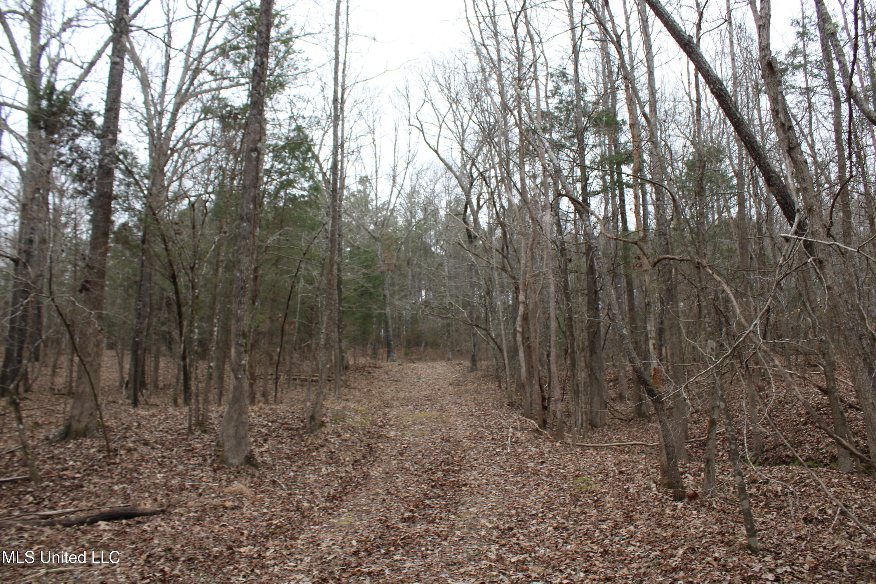 6 Mill Pond Road Lamar, MS 38642 - Photo 97 of 99 IMG_5317