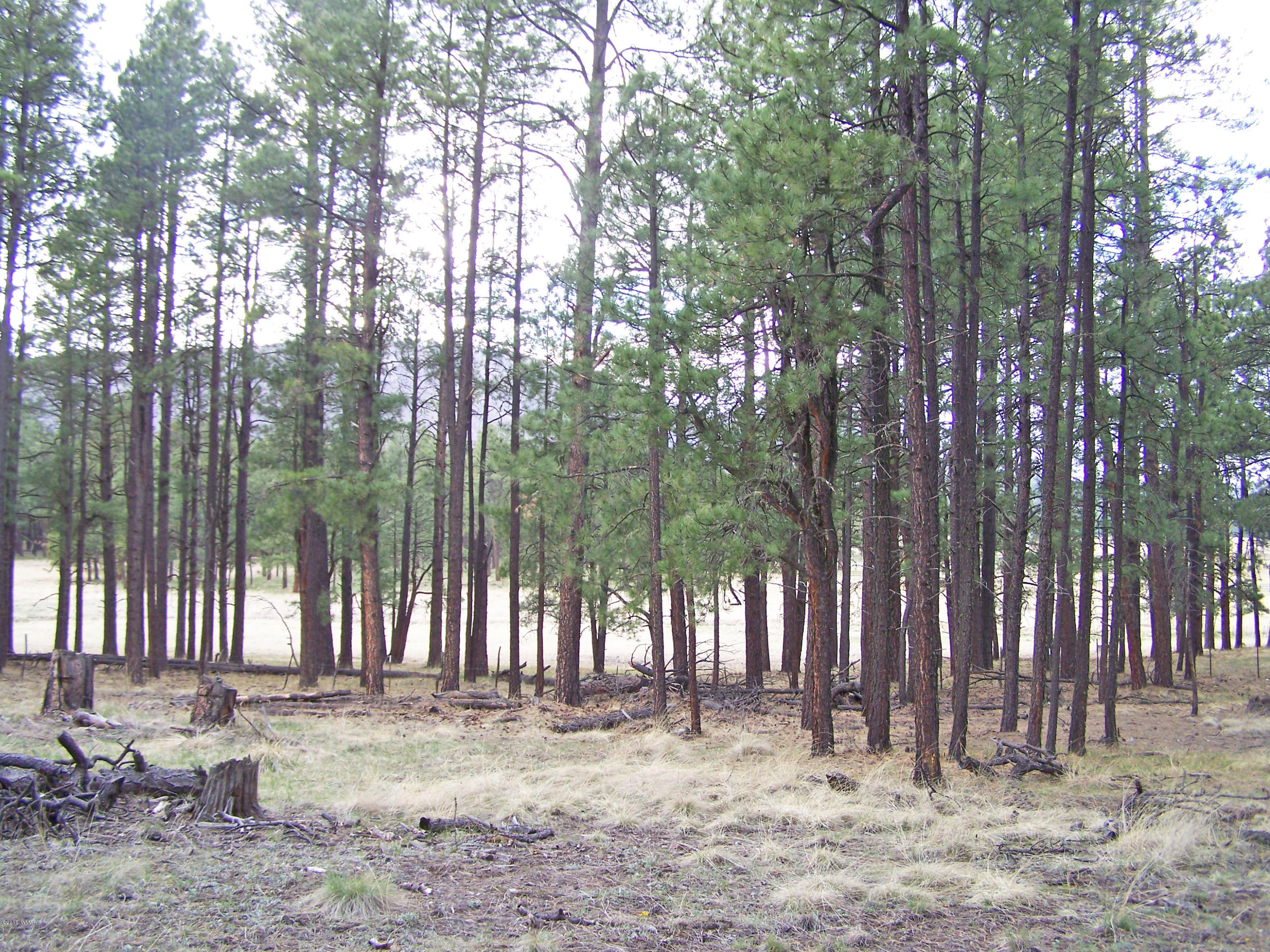 0 County Road Alpine, AZ 85920 - Photo 3 of 4