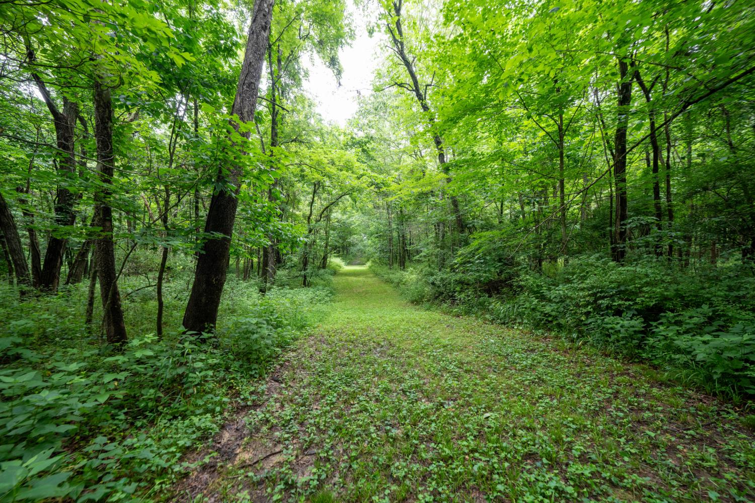 12567 White Plains Road Milan, IN 47031 - Photo 19 of 75