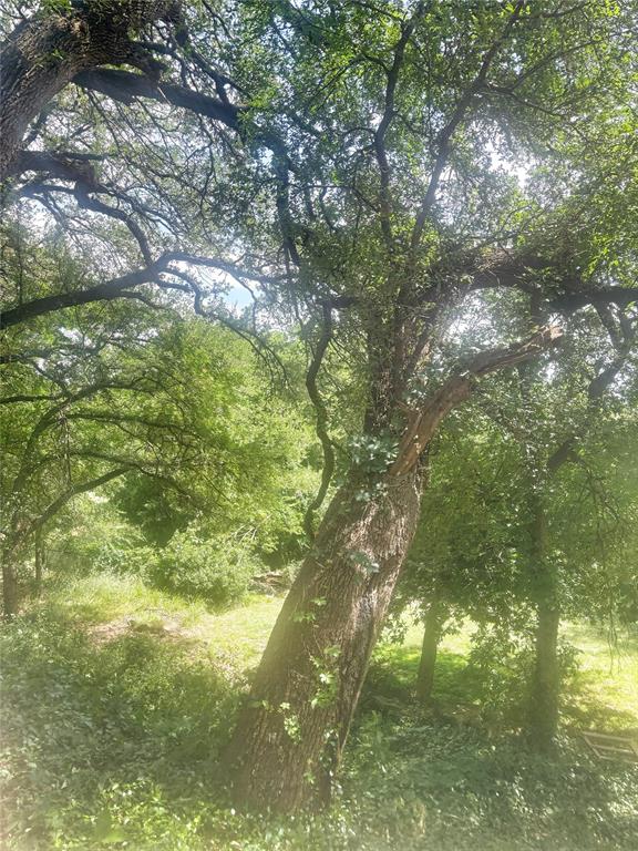 101 Riverview Road Millsap, TX 76066 - Photo 4 of 26 a yard with tall trees