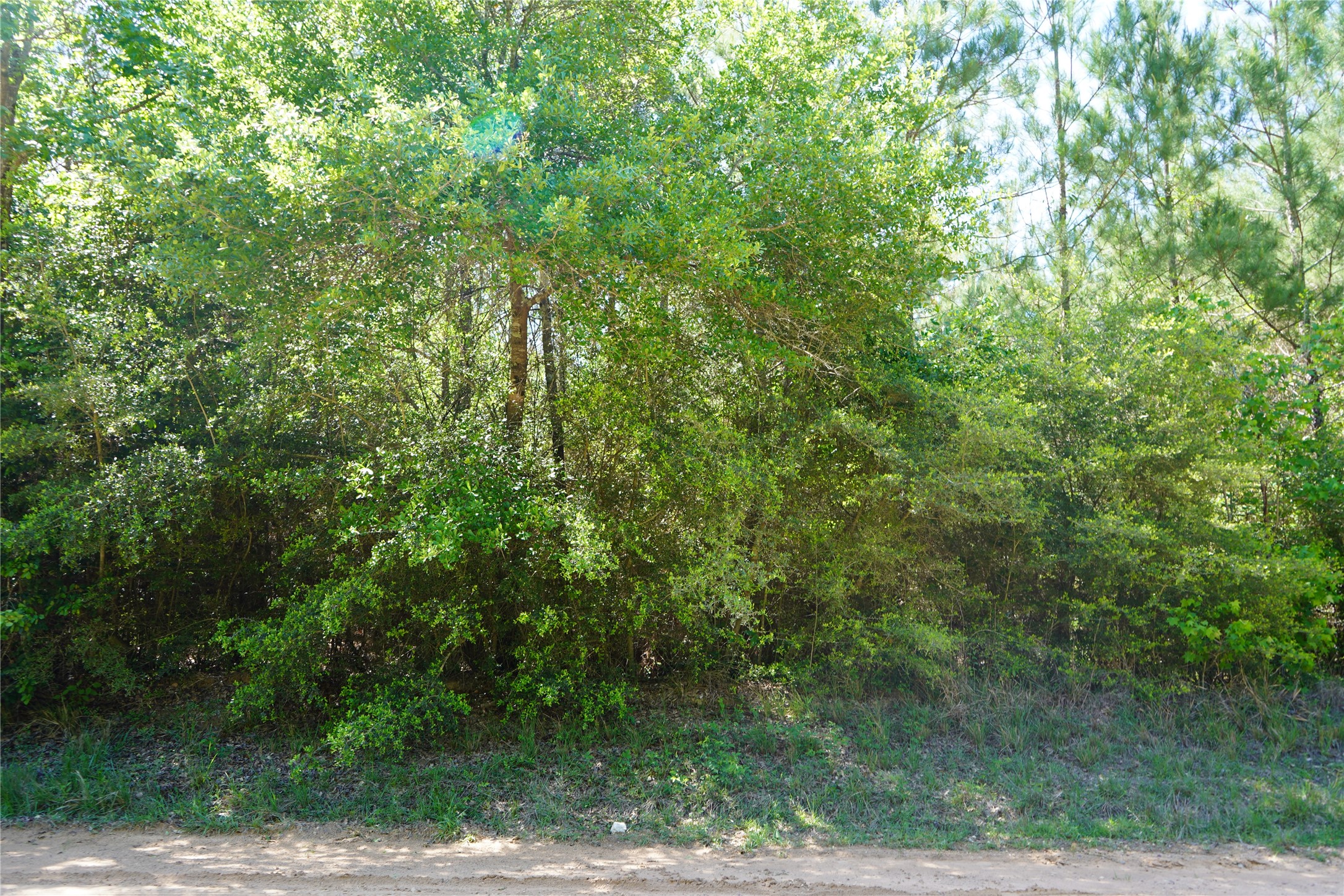 1 East Tbd Schwab Road Livingston, TX 77351 - Photo 5 of 6 Wooded Acreage