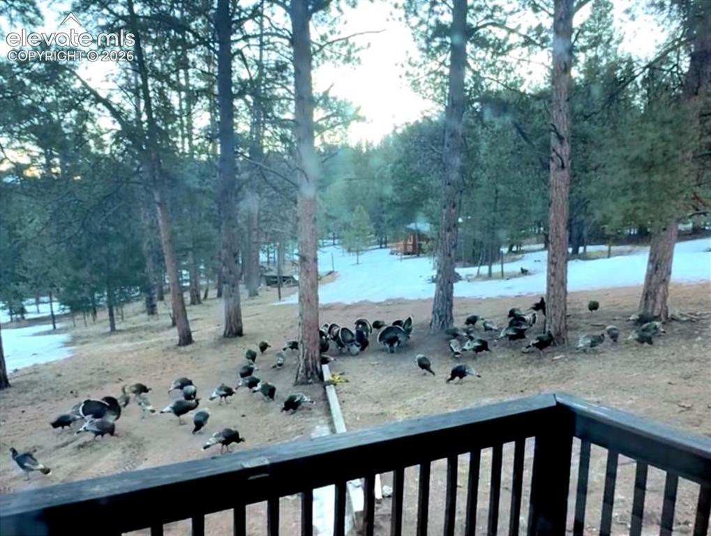 986 Apache Road Florissant, CO 80816 - Photo 47 of 50 Wild Turkeys like to come visit sometimes