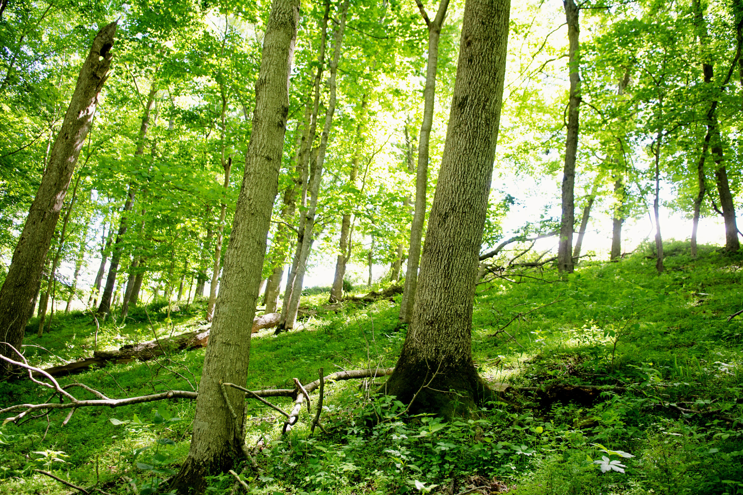 9733 Buckeye Road Lancaster, KY 40444 - Photo 24 of 31 DSC_2029 copy