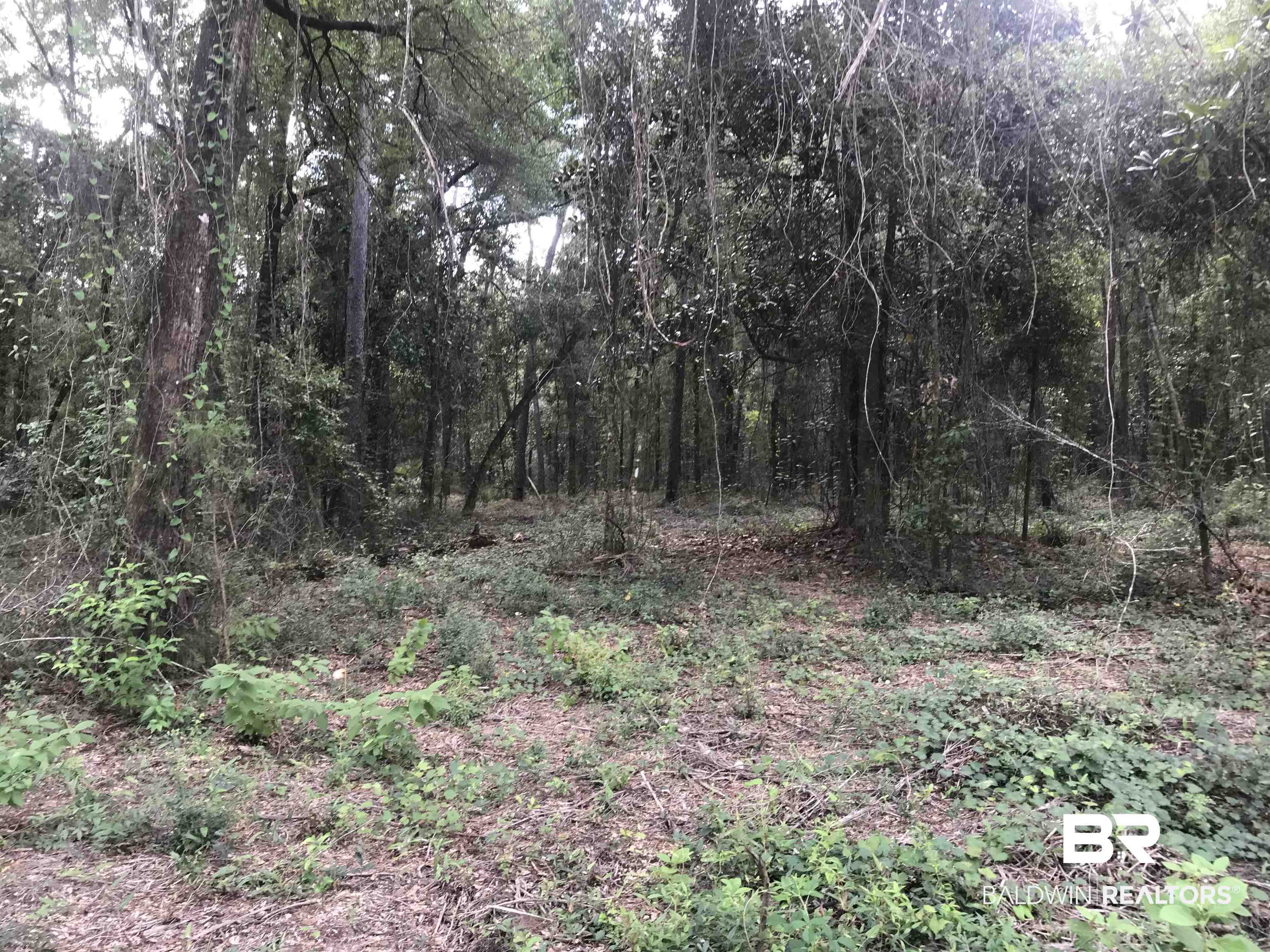 14356 State Highway Silverhill, AL 36576 - Photo 14 of 15 View of local wilderness