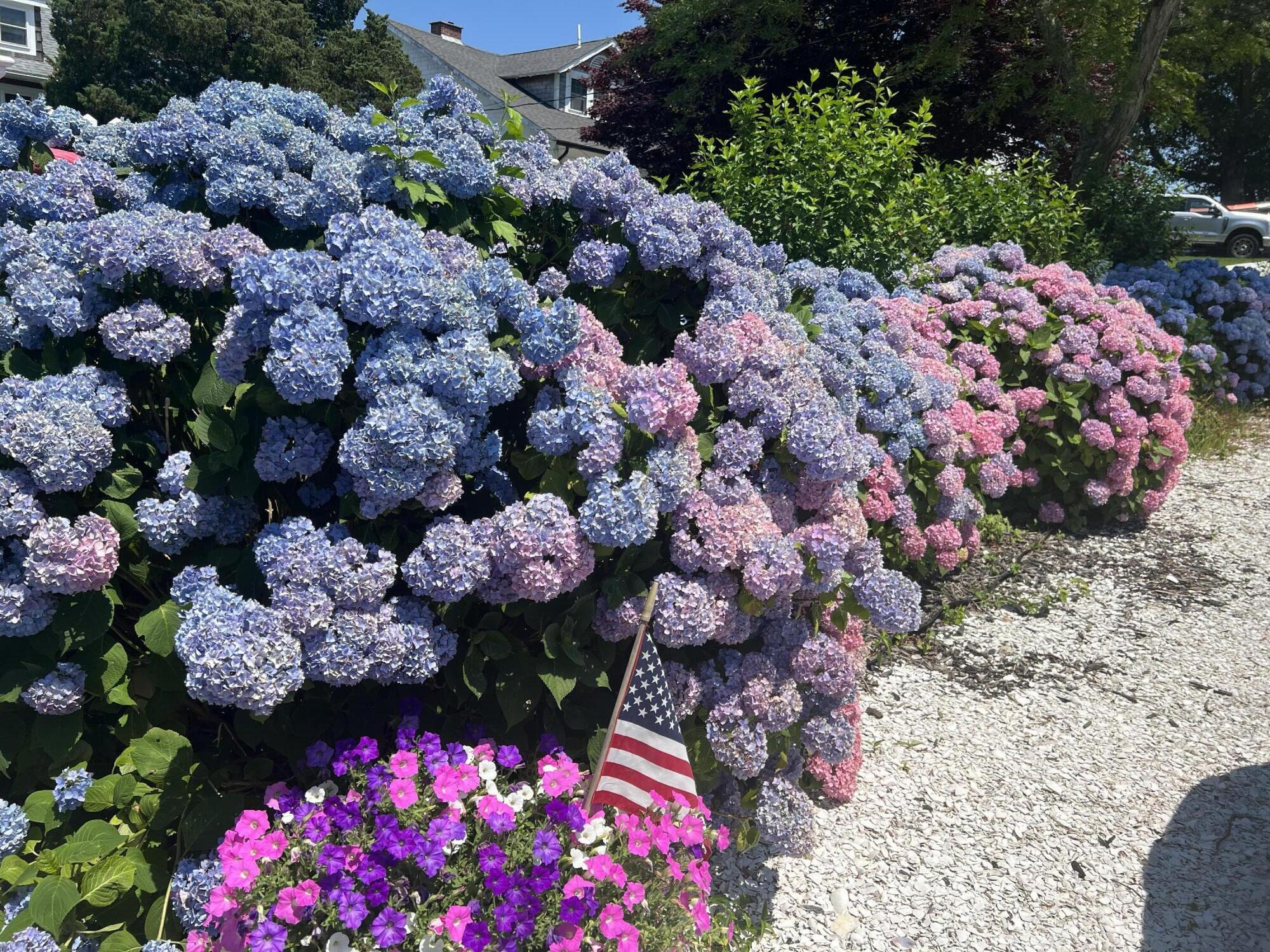 160 Jefferson Road Bourne, MA 02532 - Photo 32 of 45 Hydrangeas
