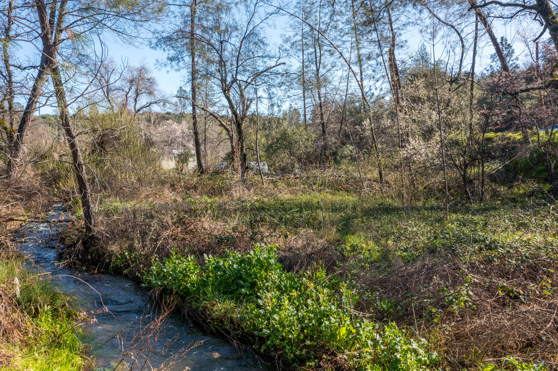 Bear Mountain Road Redding, CA 96003 - Photo 2 of 9 a view of a forest filled with trees
