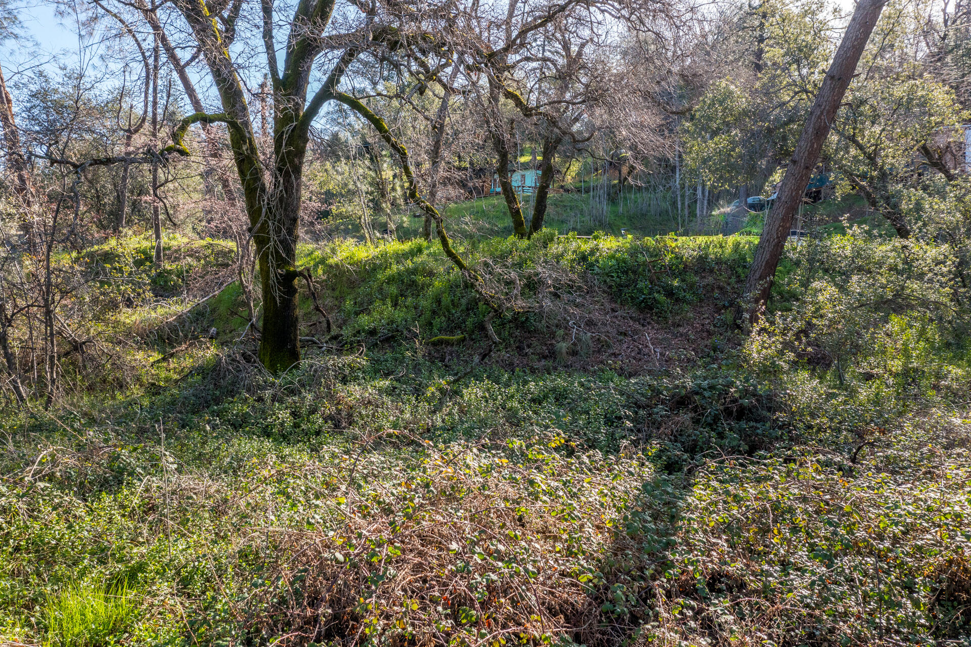 Bear Mountain Road Redding, CA 96003 - Photo 7 of 9 a view of forest