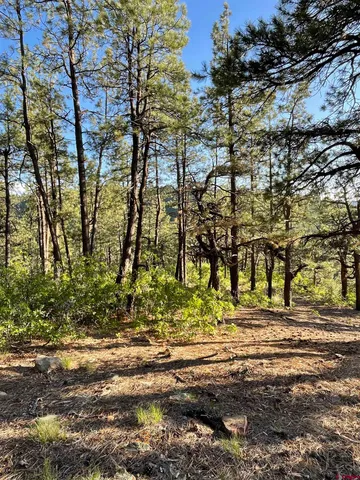 a view of outdoor space with lots of trees