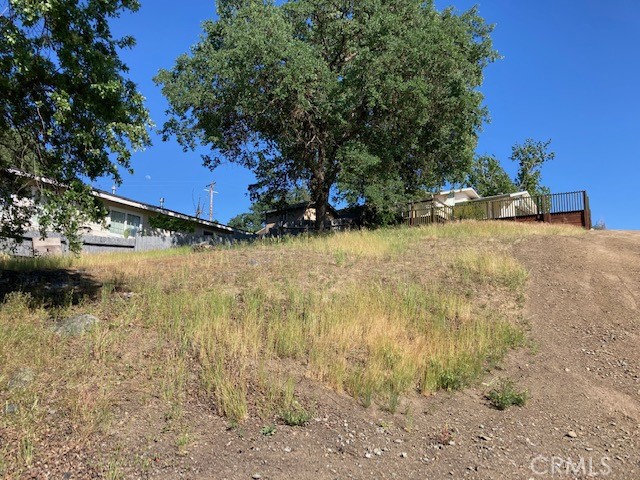 a view of a yard with plants and large trees